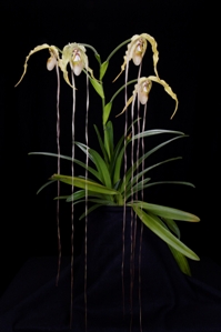 Phragmipedium Tall Tails Huntington's Tresses AM/AOS 80 pts. plant